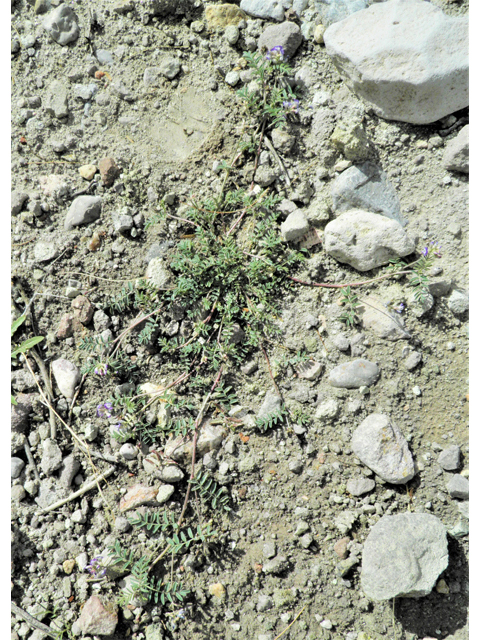 Astragalus emoryanus (Emory's milkvetch) #86234