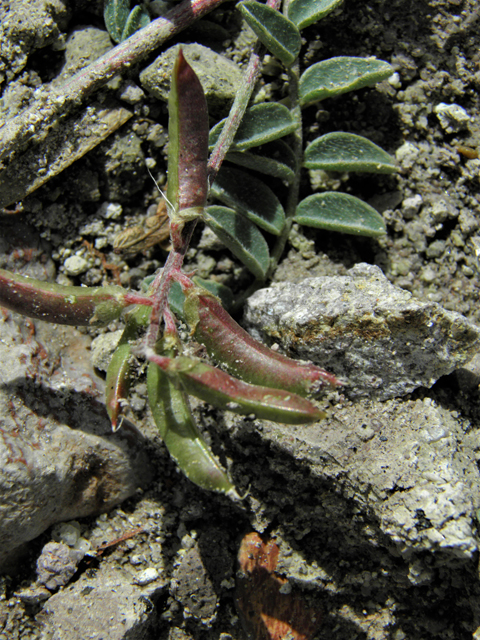 Astragalus emoryanus (Emory's milkvetch) #86235