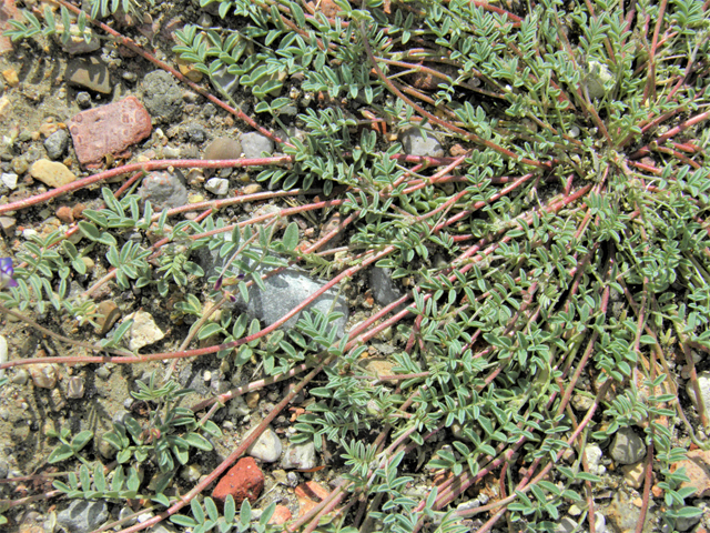 Astragalus emoryanus (Emory's milkvetch) #86241