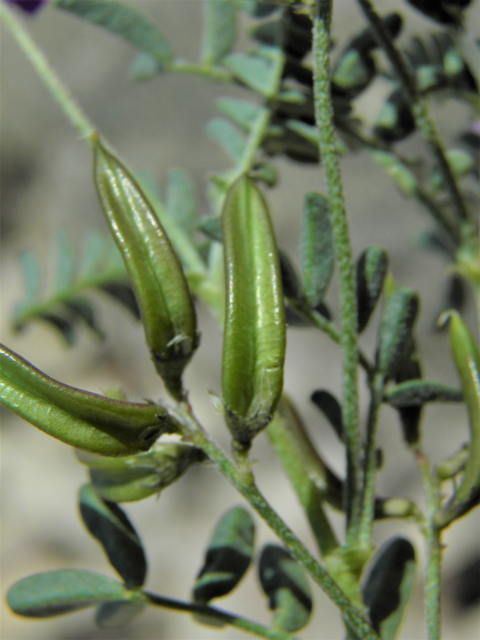 Astragalus emoryanus (Emory's milkvetch) #86246