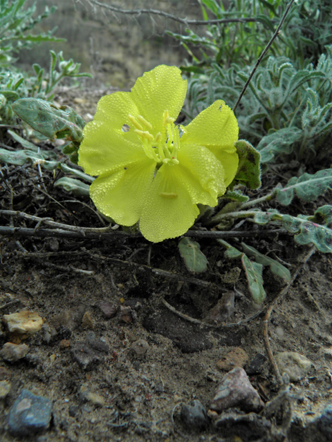 Oenothera primiveris (Desert evening-primrose) #86274