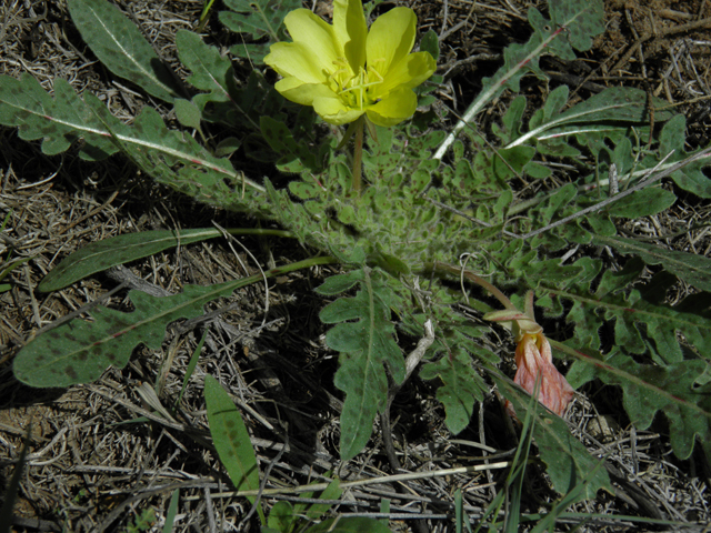 Oenothera primiveris (Desert evening-primrose) #86276