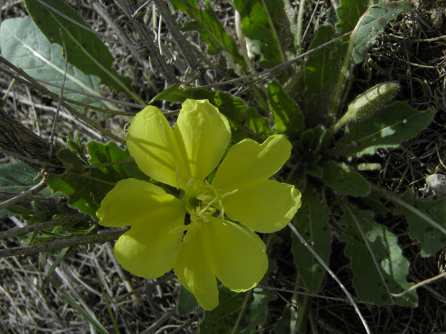 Oenothera primiveris (Desert evening-primrose) #86277