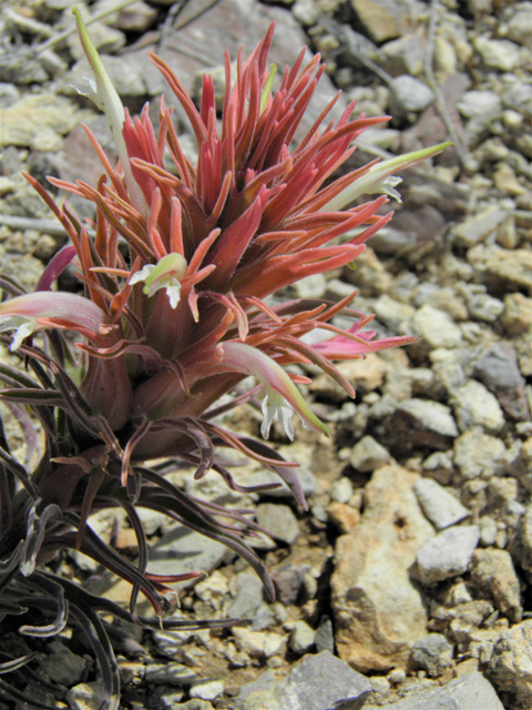 Castilleja sessiliflora (Downy painted cup) #86280