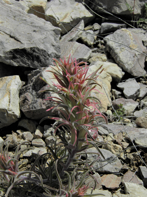 Castilleja sessiliflora (Downy painted cup) #86281