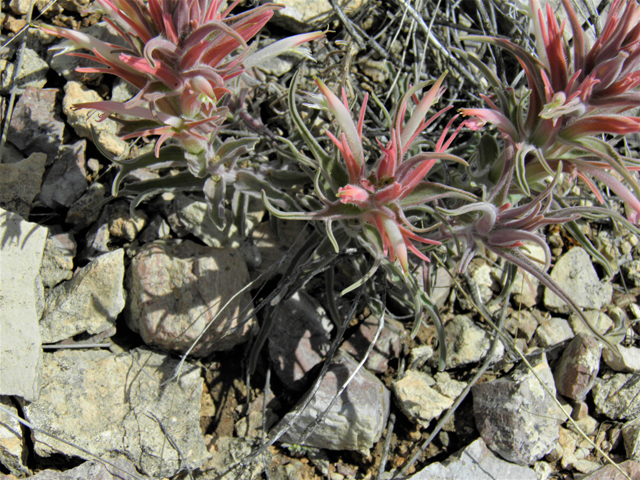 Castilleja sessiliflora (Downy painted cup) #86282