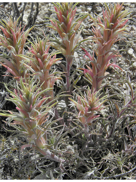 Castilleja sessiliflora (Downy painted cup) #86286