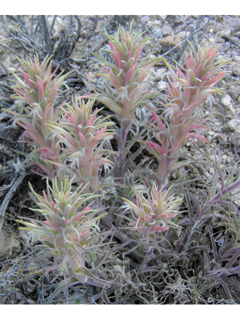 Castilleja sessiliflora (Downy painted cup) #86287