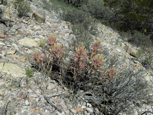 Castilleja sessiliflora (Downy painted cup) #86289
