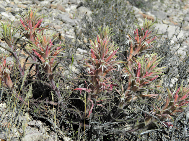 Castilleja sessiliflora (Downy painted cup) #86290