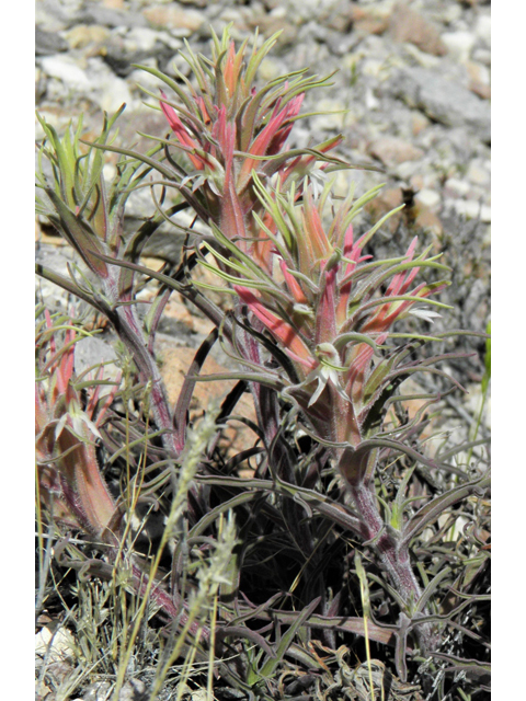 Castilleja sessiliflora (Downy painted cup) #86291