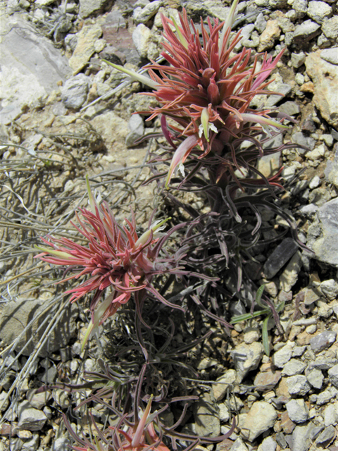 Castilleja sessiliflora (Downy painted cup) #86293