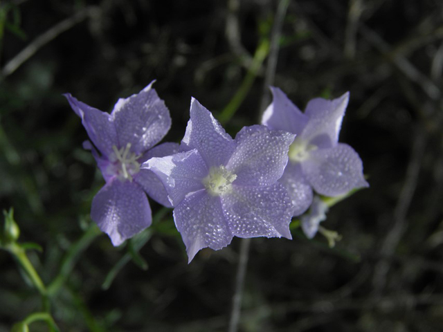 Ipomopsis longiflora (Flaxflowered ipomopsis) #86305