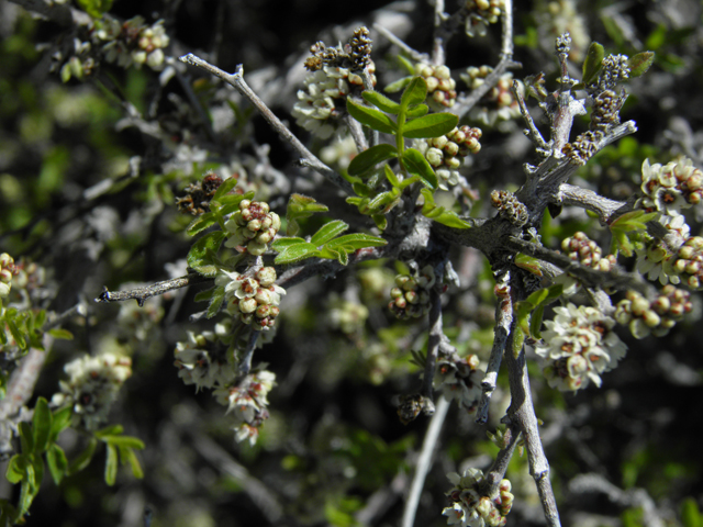 Rhus microphylla (Littleleaf sumac) #86324