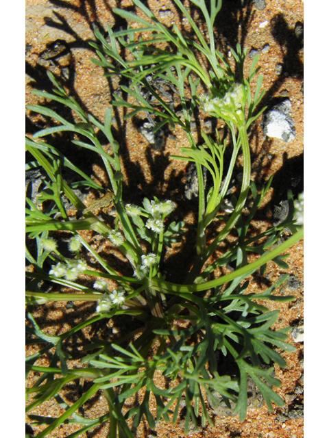 Spermolepis echinata (Bristly scaleseed ) #86329
