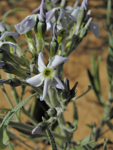 Amsonia tomentosa var. stenophylla (Woolly bluestar) #86337