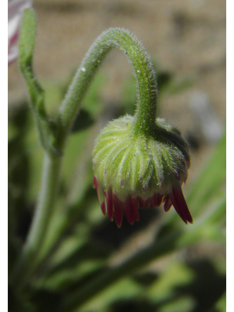 Aphanostephus ramosissimus (Plains dozedaisy) #86352