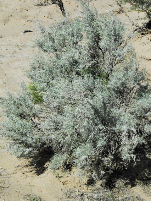 Artemisia filifolia (Sand sagebrush) #86358
