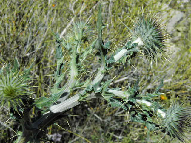Cirsium neomexicanum (New mexico thistle) #86364