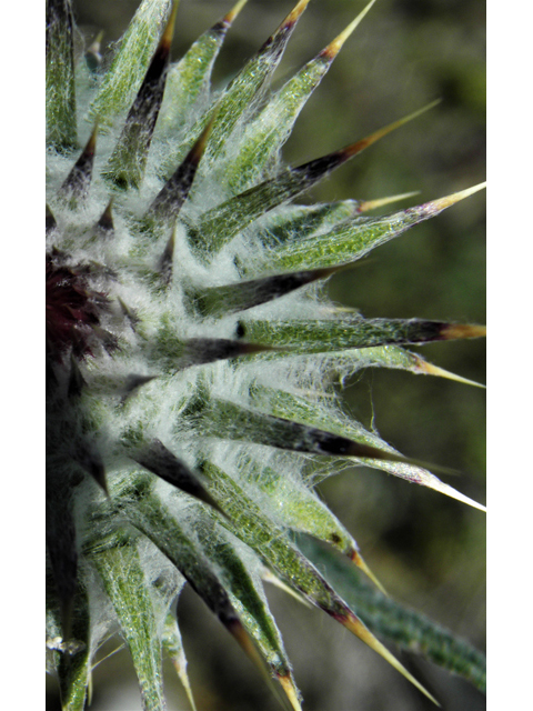 Cirsium neomexicanum (New mexico thistle) #86366