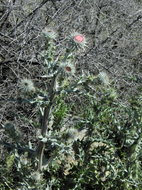 Cirsium neomexicanum (New mexico thistle) #86371