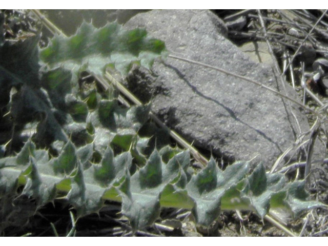 Cirsium neomexicanum (New mexico thistle) #86375