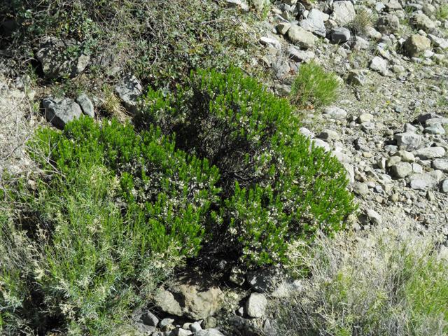 Ericameria laricifolia (Larchleaf goldenweed) #86377