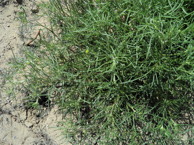 Hymenoxys odorata (Bitter rubberweed) #86378