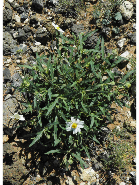 Melampodium leucanthum (Blackfoot daisy) #86390