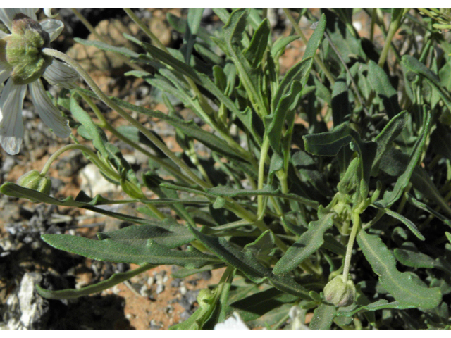 Melampodium leucanthum (Blackfoot daisy) #86391