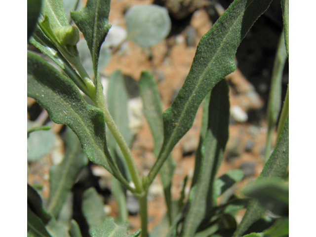 Melampodium leucanthum (Blackfoot daisy) #86392