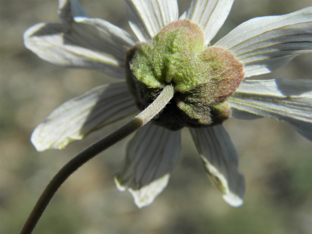 Melampodium leucanthum (Blackfoot daisy) #86393