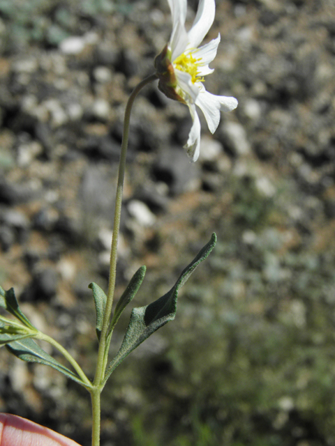Melampodium leucanthum (Blackfoot daisy) #86394