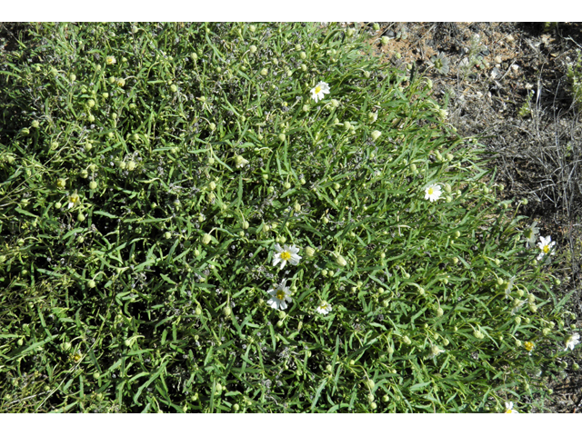 Melampodium leucanthum (Blackfoot daisy) #86396