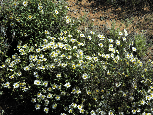 Melampodium leucanthum (Blackfoot daisy) #86397