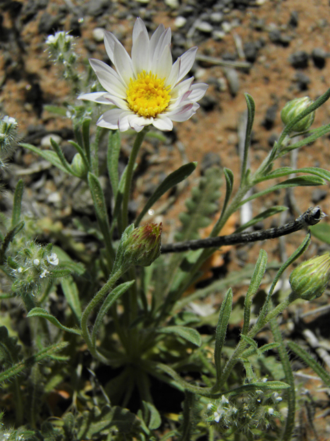 Townsendia annua (Annual townsend daisy) #86421