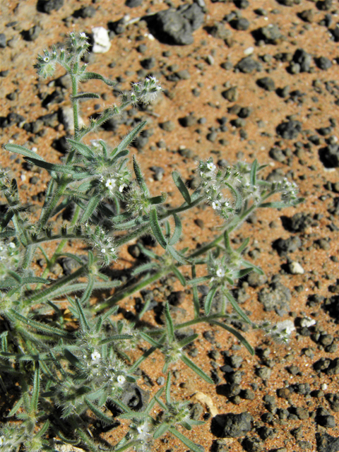 Cryptantha angustifolia (Panamint cryptantha) #86443