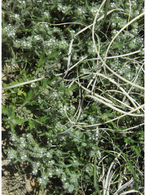 Cryptantha angustifolia (Panamint cryptantha) #86444