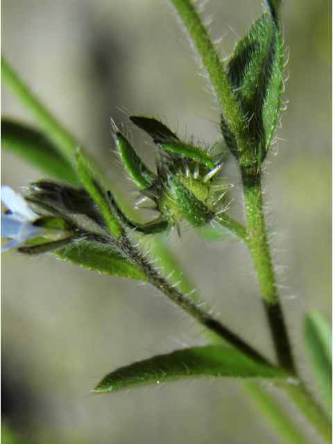 Lappula occidentalis (Flatspine stickseed) #86452