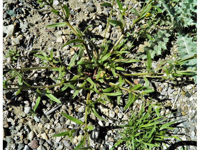 Lappula occidentalis (Flatspine stickseed) #86457