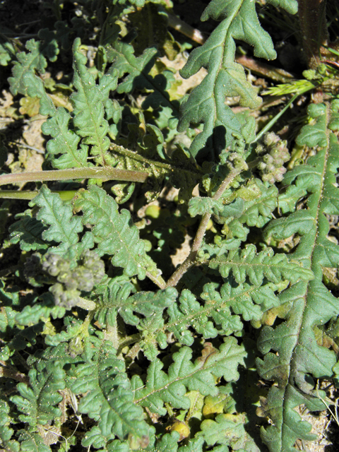 Phacelia crenulata (Cleft-leaf wild heliotrope) #86465
