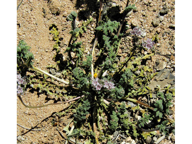 Phacelia arizonica (Arizona phacelia) #86477