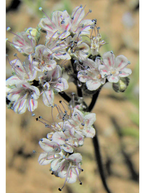 Phacelia arizonica (Arizona phacelia) #86479