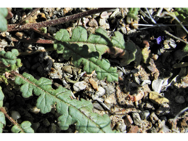 Phacelia crenulata (Cleft-leaf wild heliotrope) #86511