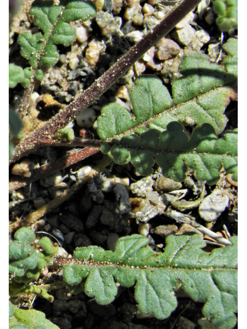 Phacelia crenulata (Cleft-leaf wild heliotrope) #86512