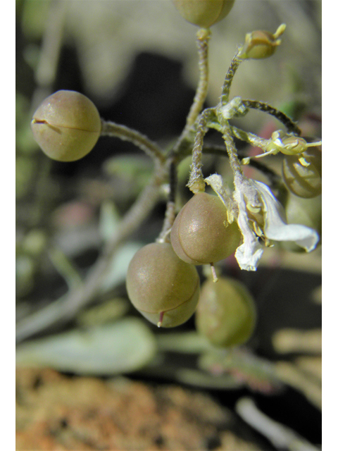 Lesquerella purpurea (Rose bladderpod) #86524