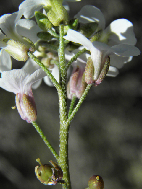 Lesquerella purpurea (Rose bladderpod) #86529