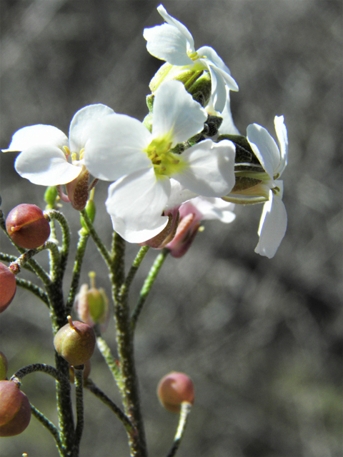 Lesquerella purpurea (Rose bladderpod) #86530