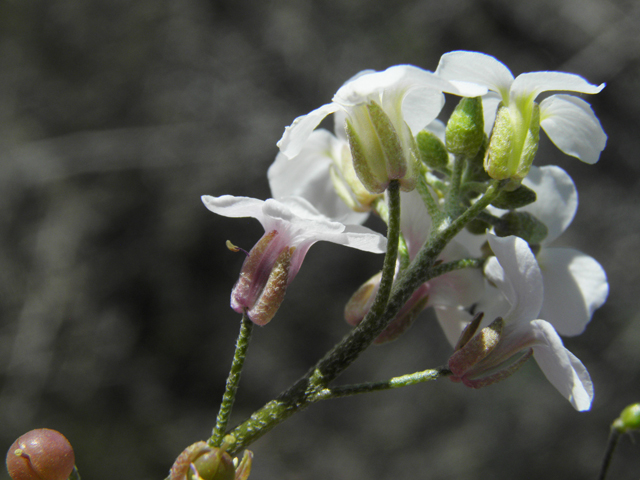 Lesquerella purpurea (Rose bladderpod) #86532