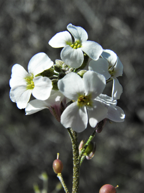 Lesquerella purpurea (Rose bladderpod) #86533